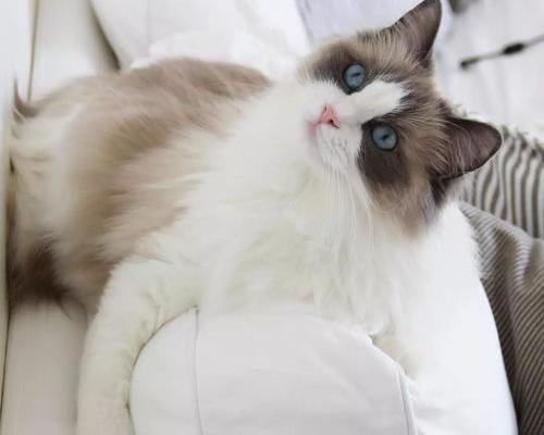梵文猫是什么品种？（安哥拉猫）