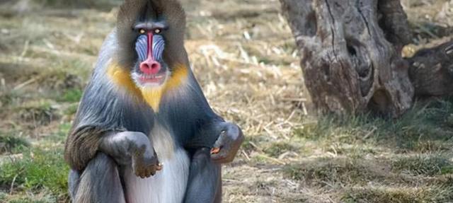 传说中的山魈图片（山魈图片）