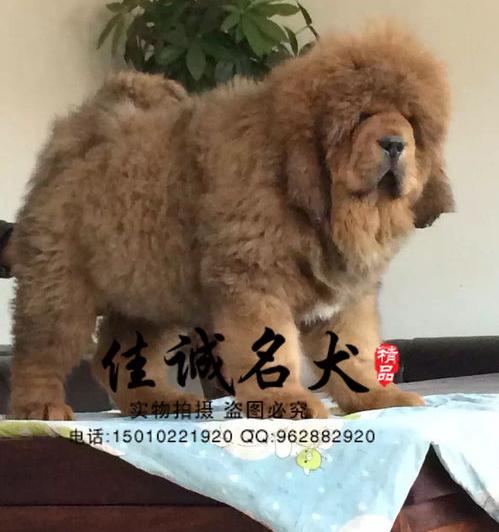 一只藏獒的幼崽多少钱？（纯种藏獒多少钱一只）