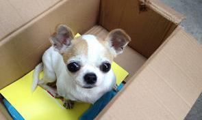 世界宠物市场排行？（宠物市场）