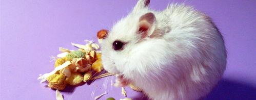 饲养仓鼠的十一大禁忌？（仓鼠饲养八大禁忌）