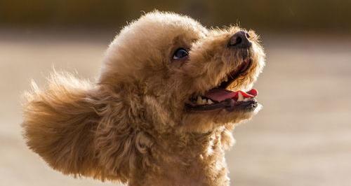 昨天刚买了一直小泰迪，两个月，没打针。本来还好好的，几个小时之前吃了狗粮之后就开始没精神（买了泰迪一天就后悔了）