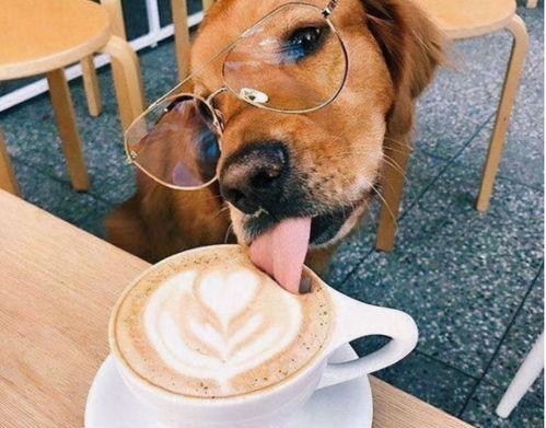 养狗十大忌讳口诀？（狗狗十大禁忌食物）