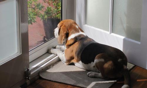 ​养比格犬的优缺点（比格犬的优缺点）