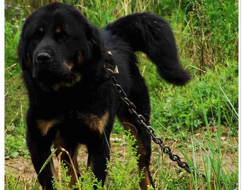 十大猛犬排名？（世界十大名犬排行榜）