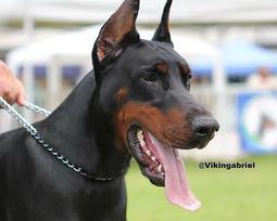 罗威纳和杜宾哪个大点？（杜宾犬多少钱一只）