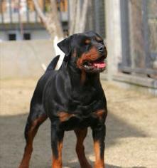 罗威纳可怕之处？（为什么很少人养罗威纳）