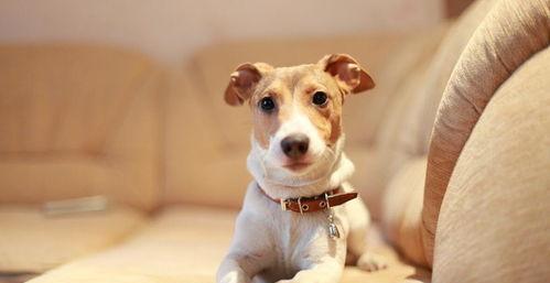 小泰迪适合的名字？（狗名怎么取比较旺主人）