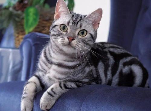 美国短毛猫的特征和习性？（美国短毛猫）