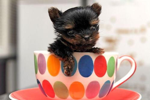茶杯犬最少多少钱一只？（买小狗10元一只茶杯犬）