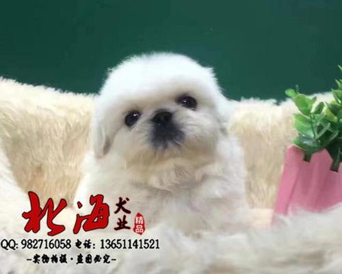 家庭养犬十大排名？（京巴犬多少钱一只）
