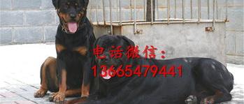 惠比特耳朵多久定型？（惠比特犬多少钱一只）