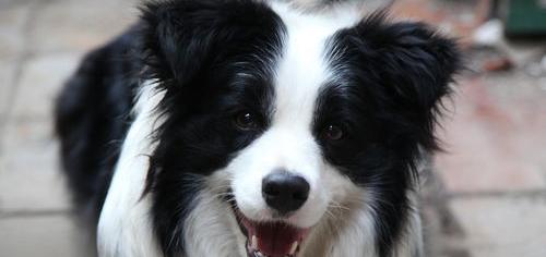 不养边牧的十大理由？（16个不能养边牧的理由）