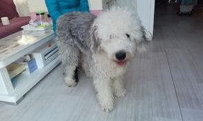 古牧犬生产注意事项？（古牧犬）