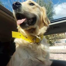 狗狗大排名（小型宠物犬排名）