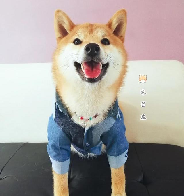 孩子想养一条狗给推荐一下养个什么样子的小狗好点呢？（十大首选宠物犬）