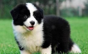 边境牧羊犬能卖多少钱？（边境牧羊犬价格多少钱一只）