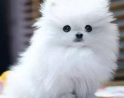 怎么查宠物品种？（宠物狗大全狗品种介绍）