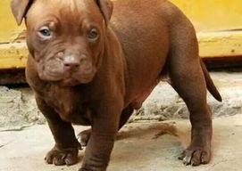 纯种比熊犬，要多少钱一只？（比特犬价格多少钱一只）