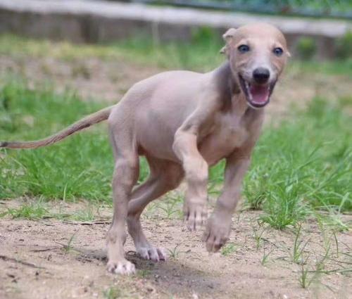 世界上最贵的格力犬？（灵缇犬多少钱一只）