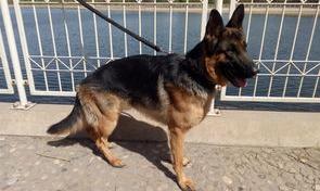 德牧十大顶级品种排名？（德牧）