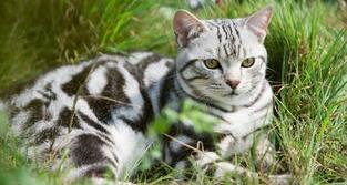 8个月美短猫600贵吗？（美短猫多少钱一只）