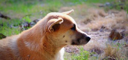 十大看家护卫小型犬？（十大忠诚的狗排名）