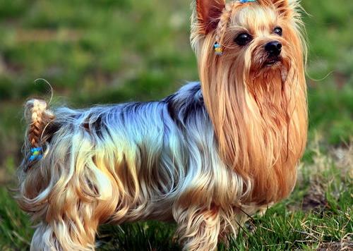 约克夏犬有哪些缺点（千万别养约克夏）