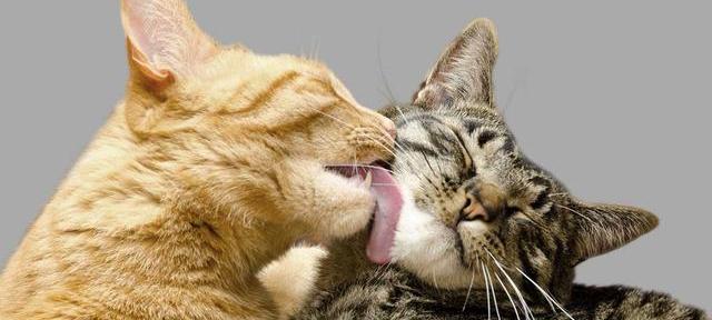 养什么宠物可以省钱又省心呢？（十大便宜好养的宠物）