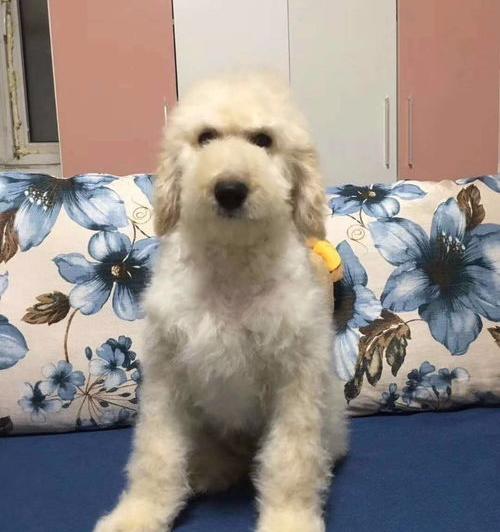 巨型贵宾犬多少钱？（巨型贵宾犬多少钱一只）