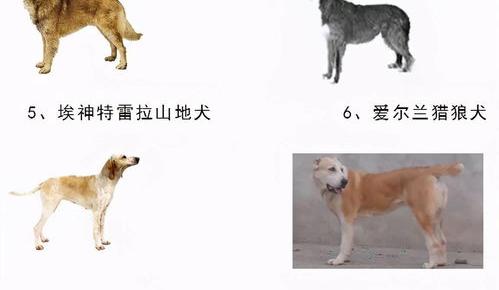 西安禁养犬种名单2021？（十大禁养犬名单）