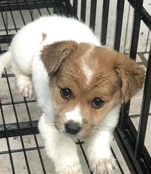 霸气的狗狗品种小型？（小型犬品种）