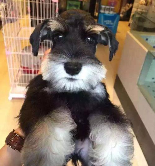 雪纳瑞为何叫流氓犬？（雪纳瑞犬）