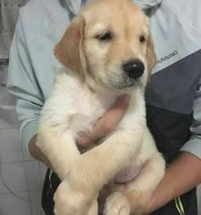 纯种拉布拉多寻回犬幼犬多少钱一只？（拉布拉多幼犬多少钱）