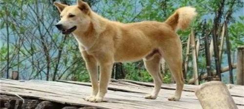 中华田园犬智商排名最通人性的狗？（中华田园犬智商排名）