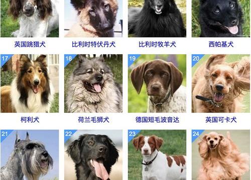宠物狗排名前十（狗的品种排名）