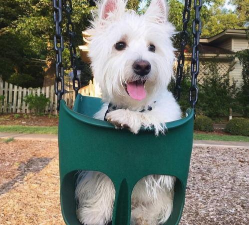 中型犬不掉毛无体味的狗排名如何？（中型犬不掉毛无体味的狗排名）