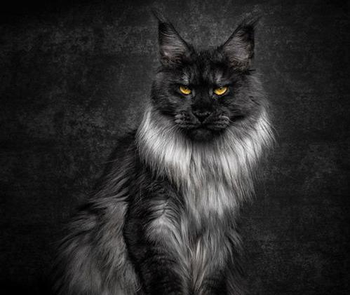 缅因猫哪里买纯种又便宜？（缅因猫）