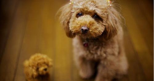 泰迪犬多少钱一只（泰迪犬）