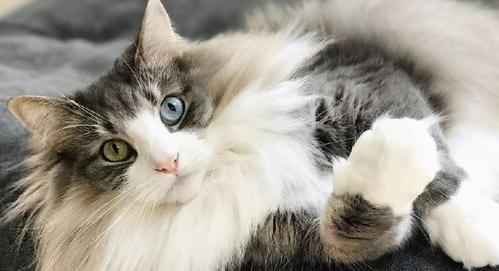 寿命最短的十大猫？（十大宠物猫排名）