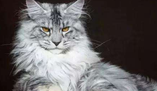 养一只缅因猫一年花多少？（缅因猫多少钱一只）