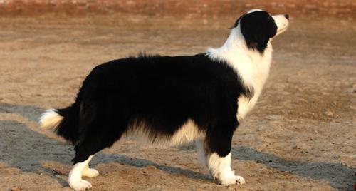 边牧可以长到60斤吗？ 边境牧羊犬能长多大