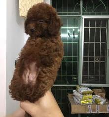 黑色泰迪和黄色泰迪哪个贵？（泰迪哪个颜色最贵）