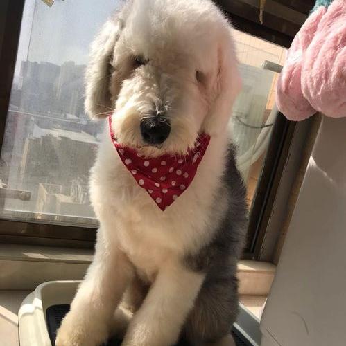 2021年招财又吉利的狗名字，狗狗除了叫旺财还能叫什么比较吉利的名字呢（最火的狗名字）