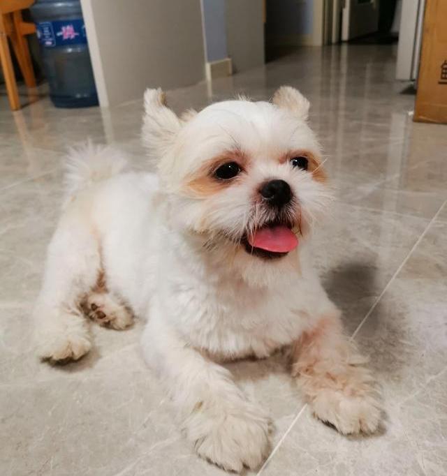 安静，掉毛少的狗有哪些？（体味小不掉毛安静的狗）