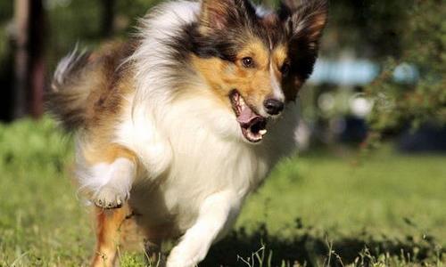 喜乐蒂牧羊犬的特点？（喜乐蒂牧羊犬）