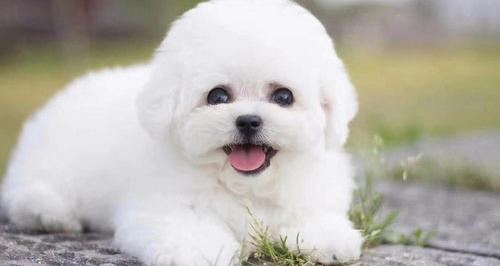 女人40岁适合养的狗？（女生为什么不能养比熊）