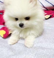 博美宝宝一只多少钱？（小博美多少钱一只）