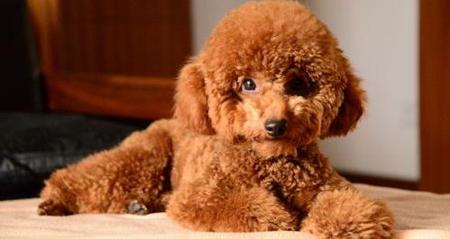 两个月的小泰迪多少钱？（小泰迪狗一只100元）