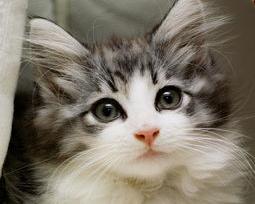 挪威森林猫成年为什么要3年？ 挪威森林猫